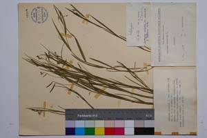 Lathyrus nissolia L. var. biflorus Koz. [ SOMXXXXX0198] (c) Институт по биоразнообразие и екосистемни изследвания, БАН — Колекции висши растения и мъхове (SOM)
