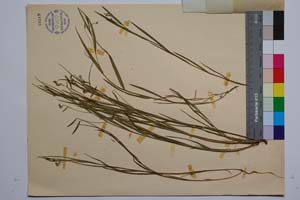 Lathyrus nissolia L. var. biflorus Koz. [ SOMXXXXX0198] (2) (c) Институт по биоразнообразие и екосистемни изследвания, БАН — Колекции висши растения и мъхове (SOM)