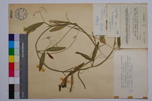 Lathyrus sylvestris L. var. intermedius Koz. [ SOMXXXXX0199] (c) Институт по биоразнообразие и екосистемни изследвания, БАН — Колекции висши растения и мъхове (SOM)