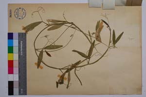 Lathyrus sylvestris L. var. intermedius Koz. [ SOMXXXXX0199] (2) (c) Институт по биоразнообразие и екосистемни изследвания, БАН — Колекции висши растения и мъхове (SOM)