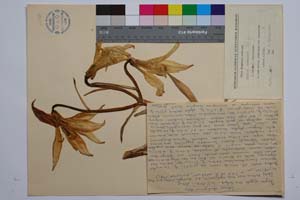 Lilium rhodopaeum Delip. [ SOMXXXXX0200] (c) Институт по биоразнообразие и екосистемни изследвания, БАН — Колекции висши растения и мъхове (SOM)