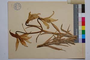 Lilium rhodopaeum Delip. [ SOMXXXXX0200] (2) (c) Институт по биоразнообразие и екосистемни изследвания, БАН — Колекции висши растения и мъхове (SOM)