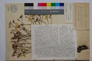 Limonium bulgaricum Anchev [ SOMXXXXX0201] (c) Институт по биоразнообразие и екосистемни изследвания, БАН — Колекции висши растения и мъхове (SOM)