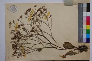 Limonium bulgaricum Anchev [ SOMXXXXX0201] (2) (c) Институт по биоразнообразие и екосистемни изследвания, БАН — Колекции висши растения и мъхове (SOM)