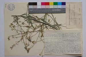Lepidotrichum uechtritzianum Bornm. [ SOMXXXXX0203] (c) Институт по биоразнообразие и екосистемни изследвания, БАН — Колекции висши растения и мъхове (SOM)