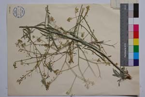 Lepidotrichum uechtritzianum Bornm. [ SOMXXXXX0203] (2) (c) Институт по биоразнообразие и екосистемни изследвания, БАН — Колекции висши растения и мъхове (SOM)