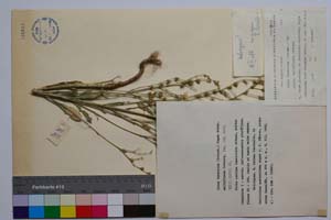 Linum tracicum (Griseb.) Degen ssp. multiflorum Petrova [ SOMXXXXX0204] (c) Институт по биоразнообразие и екосистемни изследвания, БАН — Колекции висши растения и мъхове (SOM)