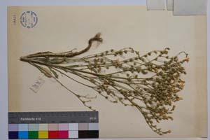 Linum tracicum (Griseb.) Degen ssp. multiflorum Petrova [ SOMXXXXX0204] (2) (c) Институт по биоразнообразие и екосистемни изследвания, БАН — Колекции висши растения и мъхове (SOM)