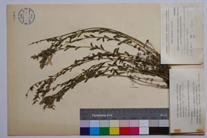 Linum hirsutum L. ssp. grabrescens (Roch.) Soo var. longipedunculatum Petrova [ SOMXXXXX0205] (c) Институт по биоразнообразие и екосистемни изследвания, БАН — Колекции висши растения и мъхове (SOM)