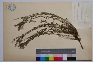 Linum hirsutum L. ssp. grabrescens (Roch.) Soo var. longipedunculatum Petrova [ SOMXXXXX0205] (2) (c) Институт по биоразнообразие и екосистемни изследвания, БАН — Колекции висши растения и мъхове (SOM)