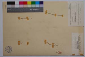 Linum nodiflorum L. f. micranthum Petrova [ SOMXXXXX0206] (c) Институт по биоразнообразие и екосистемни изследвания, БАН — Колекции висши растения и мъхове (SOM)