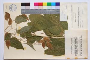 Lunaria rediviva L. var. davidovi Assenov [ SOMXXXXX0207] (c) Институт по биоразнообразие и екосистемни изследвания, БАН — Колекции висши растения и мъхове (SOM)