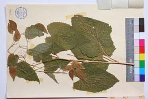 Lunaria rediviva L. var. davidovi Assenov [ SOMXXXXX0207] (2) (c) Институт по биоразнообразие и екосистемни изследвания, БАН — Колекции висши растения и мъхове (SOM)