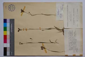 Luzula campestris (L.) Lam. et DC. ssp. alpestris (R. Bey.) Koz. var. erectiuscula Koz. [ SOMXXXXX0208] (c) Институт по биоразнообразие и екосистемни изследвания, БАН — Колекции висши растения и мъхове (SOM)