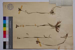 Luzula campestris (L.) Lam. et DC. ssp. alpestris (R. Bey.) Koz. var. erectiuscula Koz. [ SOMXXXXX0208] (2) (c) Институт по биоразнообразие и екосистемни изследвания, БАН — Колекции висши растения и мъхове (SOM)