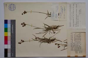 Luzula campestris (L.) Lam. et DC. ssp. campestris var. macrospica Koz. [ SOMXXXXX0209] (c) Институт по биоразнообразие и екосистемни изследвания, БАН — Колекции висши растения и мъхове (SOM)