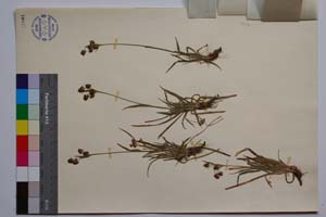 Luzula campestris (L.) Lam. et DC. ssp. campestris var. macrospica Koz. [ SOMXXXXX0209] (2) (c) Институт по биоразнообразие и екосистемни изследвания, БАН — Колекции висши растения и мъхове (SOM)