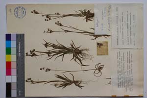 Luzula multiflora (Ehrh.) Lej. ssp. tracica Koz. [ SOMXXXXX0211] (c) Институт по биоразнообразие и екосистемни изследвания, БАН — Колекции висши растения и мъхове (SOM)