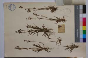 Luzula multiflora (Ehrh.) Lej. ssp. tracica Koz. [ SOMXXXXX0211] (2) (c) Институт по биоразнообразие и екосистемни изследвания, БАН — Колекции висши растения и мъхове (SOM)