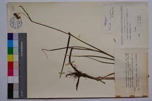 Luzula nemorosa (Pall.) E. Mey. var. cuprina (Roch.) Asch. et Gr. f. agregata Koz. [ SOMXXXXX0212] (c) Институт по биоразнообразие и екосистемни изследвания, БАН — Колекции висши растения и мъхове (SOM)