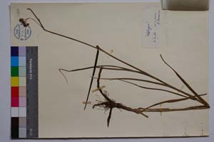 Luzula nemorosa (Pall.) E. Mey. var. cuprina (Roch.) Asch. et Gr. f. agregata Koz. [ SOMXXXXX0212] (2) (c) Институт по биоразнообразие и екосистемни изследвания, БАН — Колекции висши растения и мъхове (SOM)