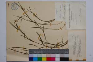 Lathyrus nissolia L. var. nissolia f. ascendens Koz. [ SOMXXXXX0213] (c) Институт по биоразнообразие и екосистемни изследвания, БАН — Колекции висши растения и мъхове (SOM)