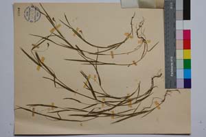 Lathyrus nissolia L. var. nissolia f. ascendens Koz. [ SOMXXXXX0213] (2) (c) Институт по биоразнообразие и екосистемни изследвания, БАН — Колекции висши растения и мъхове (SOM)
