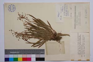 Luzula pilosa (L.) Willd. var. brevicapsula Koz. [ SOMXXXXX0214] (c) Институт по биоразнообразие и екосистемни изследвания, БАН — Колекции висши растения и мъхове (SOM)