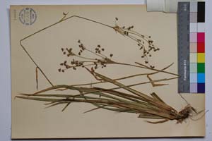 Luzula silvatica (Huds.) Gaud. f. altisima Koz. [ SOMXXXXX0215] (2) (c) Институт по биоразнообразие и екосистемни изследвания, БАН — Колекции висши растения и мъхове (SOM)