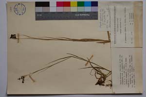 Luzula spadicea (All.) Lam. et DC. var. velenovsky Koz. f. compacta Koz. [ SOMXXXXX0217] (c) Институт по биоразнообразие и екосистемни изследвания, БАН — Колекции висши растения и мъхове (SOM)