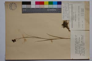 Luzula spadicea (All.) Lam. et DC. var. velenovsky Koz. f. compacta Koz. [ SOMXXXXX0218] (c) Институт по биоразнообразие и екосистемни изследвания, БАН — Колекции висши растения и мъхове (SOM)