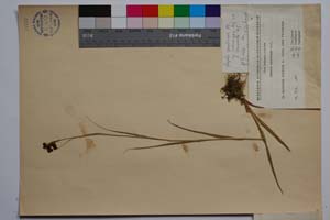 Luzula spadicea (All.) Lam. et DC. var. velenovsky Koz. f. compacta Koz. [ SOMXXXXX0218] (2) (c) Институт по биоразнообразие и екосистемни изследвания, БАН — Колекции висши растения и мъхове (SOM)
