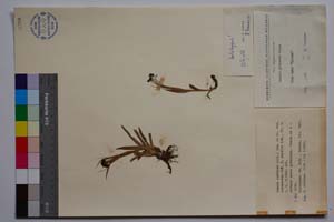 Luzula spadicea (All.) Lam. et DC. var. velenovsky Koz. f. pumilla Koz. [ SOMXXXXX0219] (c) Институт по биоразнообразие и екосистемни изследвания, БАН — Колекции висши растения и мъхове (SOM)