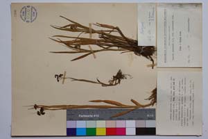 Luzula spadicea (All.) Lam. et DC. var. velenovsky Koz. [ SOMXXXXX0220] (c) Институт по биоразнообразие и екосистемни изследвания, БАН — Колекции висши растения и мъхове (SOM)