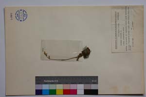 Lychnis viscaria L. ssp. subnivalis Panov [ SOMXXXXX0221] (c) Институт по биоразнообразие и екосистемни изследвания, БАН — Колекции висши растения и мъхове (SOM)