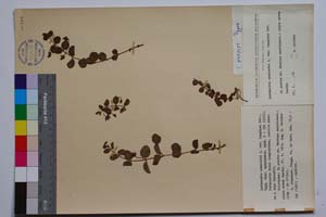 Lysimachia numularia L. var. longipes Dav. [ SOMXXXXX0222] (c) Институт по биоразнообразие и екосистемни изследвания, БАН — Колекции висши растения и мъхове (SOM)