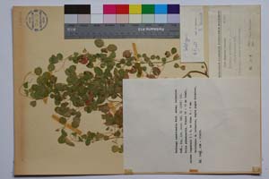 Medicago carstiensis Wulf. ssp. belasicae Koz. [ SOMXXXXX0223] (c) Институт по биоразнообразие и екосистемни изследвания, БАН — Колекции висши растения и мъхове (SOM)