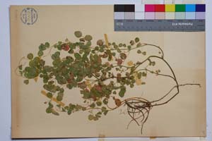 Medicago carstiensis Wulf. ssp. belasicae Koz. [ SOMXXXXX0223] (2) (c) Институт по биоразнообразие и екосистемни изследвания, БАН — Колекции висши растения и мъхове (SOM)