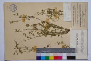 Medicago disciformis DC. var. strumensis Velc. & Bond. [ SOMXXXXX0224] (c) Институт по биоразнообразие и екосистемни изследвания, БАН — Колекции висши растения и мъхове (SOM)