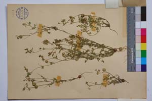 Medicago disciformis DC. var. strumensis Velc. & Bond. [ SOMXXXXX0224] (2) (c) Институт по биоразнообразие и екосистемни изследвания, БАН — Колекции висши растения и мъхове (SOM)