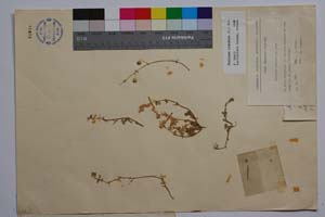 Medicago bondevii Koz. [ SOMXXXXX0225] (2) (c) Институт по биоразнообразие и екосистемни изследвания, БАН — Колекции висши растения и мъхове (SOM)