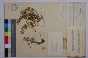 Medicago rigidula (L.) All. var. cinerascens (Jord.) Rouy f. viscidula Koz. [ SOMXXXXX0227] (c) Институт по биоразнообразие и екосистемни изследвания, БАН — Колекции висши растения и мъхове (SOM)