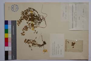 Medicago rigidula (L.) All. var. cinerascens (Jord.) Rouy f. viscidula Koz. [ SOMXXXXX0227] (2) (c) Институт по биоразнообразие и екосистемни изследвания, БАН — Колекции висши растения и мъхове (SOM)