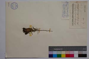 Melampyrum cristatum L. [ SOMXXXXX0228] (c) Институт по биоразнообразие и екосистемни изследвания, БАН — Колекции висши растения и мъхове (SOM)