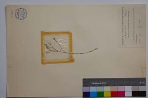 Minuartia diljanae P. Panov [ SOMXXXXX0229] (c) Институт по биоразнообразие и екосистемни изследвания, БАН — Колекции висши растения и мъхове (SOM)