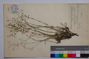 Minuartia hirsuta (Bieb.) Hand.-Maz. ssp. laxa Panov [ SOMXXXXX0232] (c) Институт по биоразнообразие и екосистемни изследвания, БАН — Колекции висши растения и мъхове (SOM)