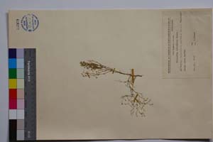 Minuartia intermedia Panov [ SOMXXXXX0233] (c) Институт по биоразнообразие и екосистемни изследвания, БАН — Колекции висши растения и мъхове (SOM)