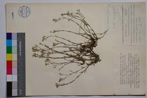 Minuartia mutabilis Schinz et Thell. ssp. balcanica P. Pan. var. glabra P. Pan. [ SOMXXXXX0235] (c) Институт по биоразнообразие и екосистемни изследвания, БАН — Колекции висши растения и мъхове (SOM)