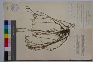 Minuartia mutabilis Schinz et Thell. ssp. balcanica P. Pan. var. glabra P. Pan. [ SOMXXXXX0236] (c) Институт по биоразнообразие и екосистемни изследвания, БАН — Колекции висши растения и мъхове (SOM)