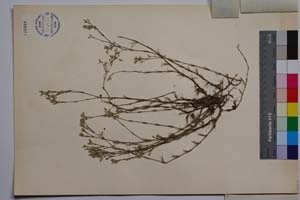 Minuartia mutabilis Schinz et Thell. ssp. balcanica P. Pan. var. glabra P. Pan. [ SOMXXXXX0236] (2) (c) Институт по биоразнообразие и екосистемни изследвания, БАН — Колекции висши растения и мъхове (SOM)